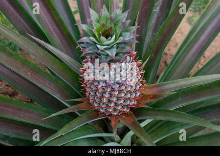 Kampot Cambodia, Pineapple plant with developing fruit Stock Photo