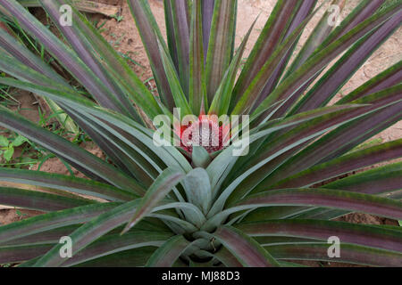 Kampot Cambodia, Pineapple plant with fruit developing Stock Photo