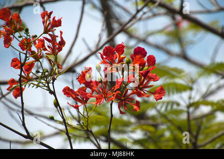 Kep Cambodia, red flowers of a delonix regia tree Stock Photo