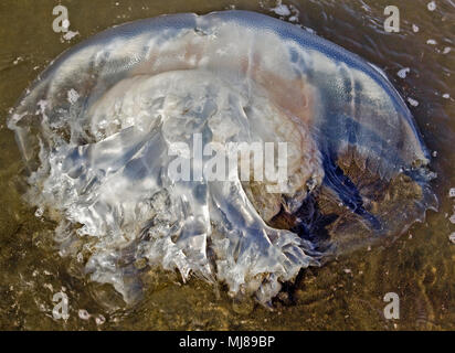 Moon Jellyfish (Aurelia aurita) washed up on a beach in Roxas City, Panay Island, Philippines. Stock Photo