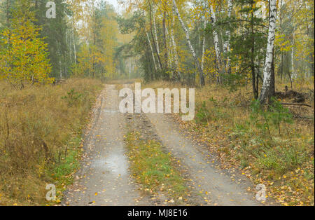 Landscape with sandy road through mixed forest at rainy Autumnal season in Ukraine Stock Photo