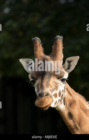 Front view close up of giraffe animal head with ossicones (Giraffa camelopardalis) isolated outdoors in autumn sunshine, Cotswold Wildlife Park, UK. Stock Photo