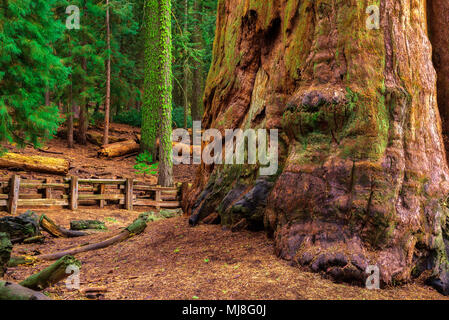 Ancient General Sherman Tree in Sequoia National Park Stock Photo