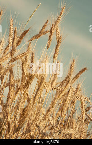 dry wheat ears Stock Photo