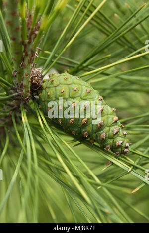 pine tree Green pine cone hanging on fir needles branch. Medicinal ...