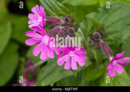 Flowers of the UK native wildflower and cottage garden flower, Red campion, SIlene dioica, Stock Photo