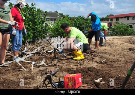 PEARL HARBOR-- (April 21, 2018) Hawaii State Representative Aaron Johanson, center, joins Radford High School JROTC cadets, military and their families along with the local community to plant native species and clean up at the ancient fishpond, Loko Pa’aiau, at McGrew Point Navy housing on Oahu. The fishpond restoration started September 2014 and forges a continuing partnership by the U.S. Navy and the local community to restore ancient Hawaiian relics onboard Joint Base Pearl Harbor-Hickam. (U.S. Navy photo by Airman Joshua Markwith) Stock Photo