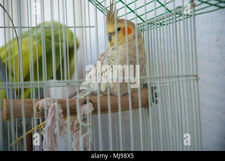 Parrot in a cage. Stock Photo