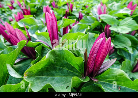 Trillium kurabayashii, giant purple wakerobin American Wood Lily Stock Photo