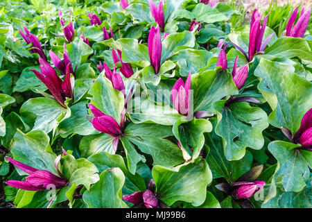 Trillium kurabayashii, giant purple wakerobin Stock Photo