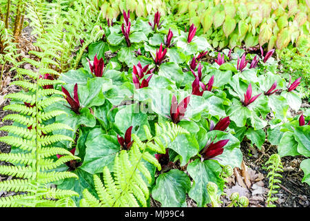 Trillium kurabayashii, giant purple wakerobin, fern and flowering plant Stock Photo