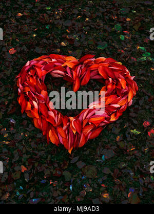 Heart shape made from fallen cherry leaves on grass in autumn. original photo edited to dramatise colour. Stock Photo