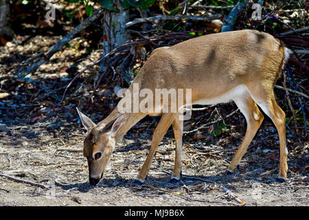 Key Deer Stock Photo