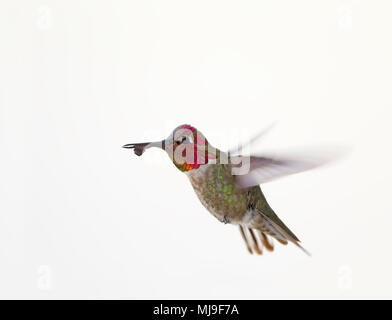 Anna's Hummingbird Stock Photo
