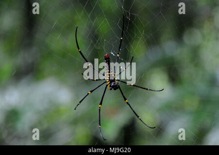 Maulvi Bazar, Bangladesh - July 26, 2010: Spider at Lawachara National ...