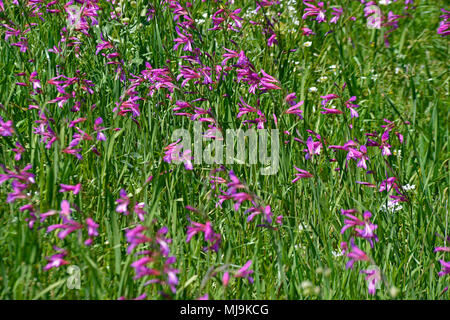 A field in the Cyprus countryside with Gladiolus italicus growing wild Stock Photo