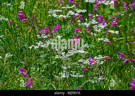 A field in the Cyprus countryside with Gladiolus italicus and Tordylium growing wild Stock Photo