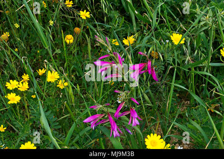 A field in the Cyprus countryside with Gladiolus italicus and chrysanthemum coronarium growing wild Stock Photo