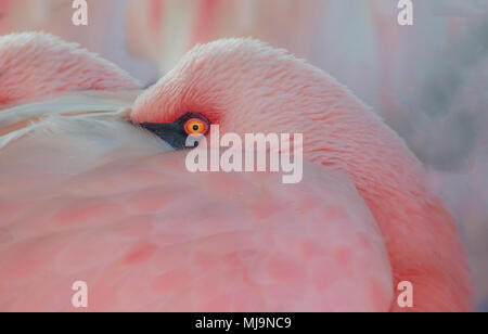 Flamingo with head tucked in Stock Photo
