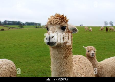 A female Alpaca in the field of a UK Alpaca farm, with her Cria (Young) behind her.