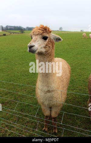 A female Alpaca in a field on an Alpaca farm in the UK. Stock Photo