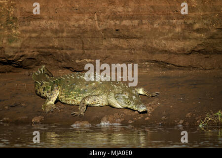 American Crocodile - Crocodylus acutus, endangered crocodile from New World, Costa Rica. Stock Photo