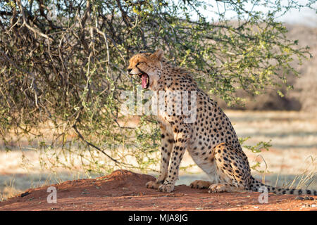 Cheetah (Acinonyx jubatus) yawning under a tree in Okonjima Nature Reserve, Namibia. Stock Photo