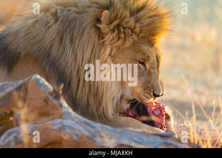 Large male lion (Panthera leo) feeding at sunset in Okonjima Nature Reserve, Namibia Stock Photo