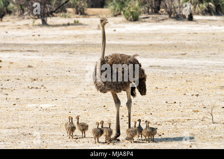 Female ostrich (Struthio camelus) with eleven chicks in the Mahango Game Reserve, Namibia Stock Photo