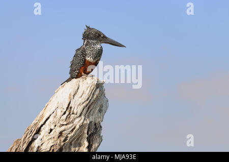 Female giant kingfisher (Megaceryle maxima) on a tree stump looks for fish on the Chobe river, Botswana. This is the largest kingfisher in Africa Stock Photo