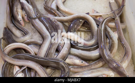 Eels for sale near 2024 me