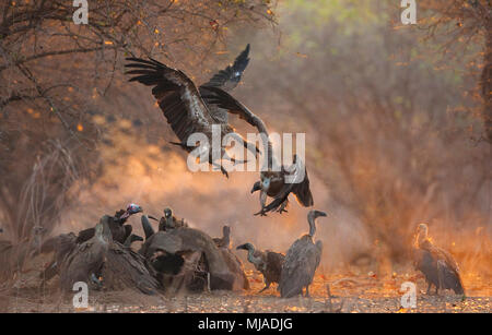 White Backed Vultures (Gyps africanus) in mid air squabbling over a buffalo carcass,  Mana Pools National Park, Zimbabwe Stock Photo