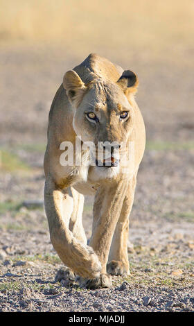Portrait of lioness walking towards the camera in early morning light, Piper Pain , Central Kalahari Game Reserve , Botswana Stock Photo