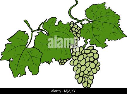 Green Grapes with Leaves, Sketched Hand drawn Vector Artwork Stock Vector