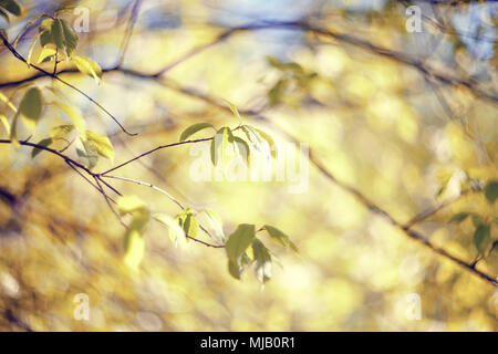 Spring branches of trees in the sunny day. Stock Photo