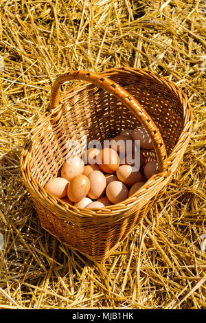 chicken eggs folded lie in a basket on straw on a sunny day Stock Photo