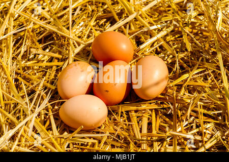 freshly picked chicken eggs laid hen hens on a straw on a sunny day Stock Photo