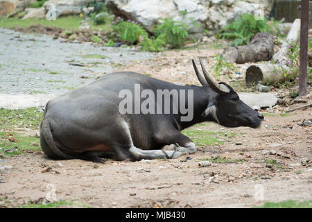 a black buffalo crouch on ground Stock Photo