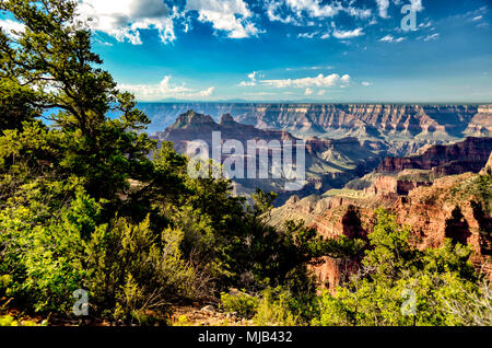 Looking from the North Rim of the Grand Canyon to the South side, green trees, deep canyons under a blue sky with white fluffy clouds. Stock Photo