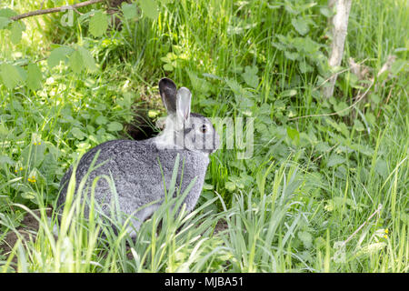 a gray, cute rabbit is sitting in front of his rabbit hole Stock Photo