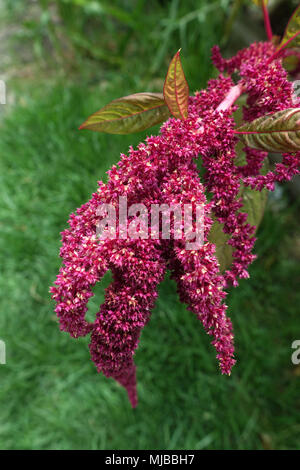Amaranthus tricolor seeds or known as Red Amaranth