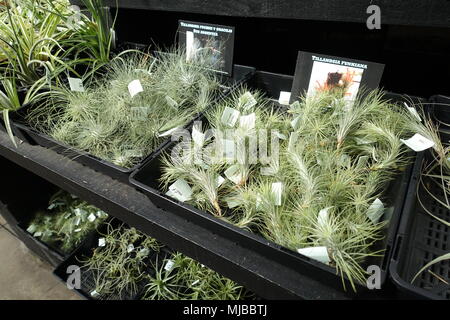 Air Plant Tillandsia Funkiana and  Tillandsia fuchsii v gracilis (argentea) Stock Photo