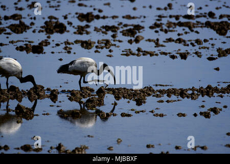 Ibis looking for food in a paddy field Stock Photo