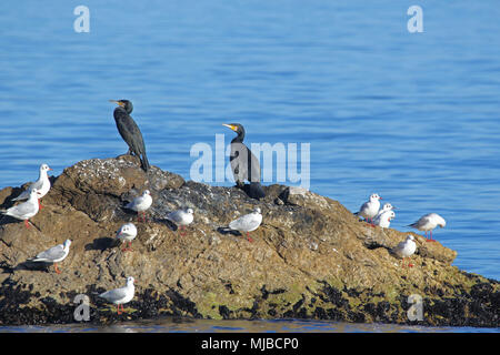 two cormorants or liver birds perched on a rock by the sea with gulls in Portonovo Italy Latin name phalacrocorax carbo pelecaniformes Stock Photo