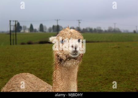 A female Alpaca in a field on an Alpaca farm in the UK. Stock Photo