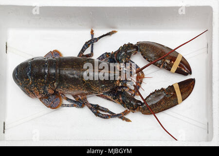 Live Lobster With Rubber Bands at Claws in Box Stock Photo