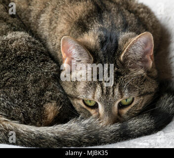 Square image of domestic cat resting Stock Photo