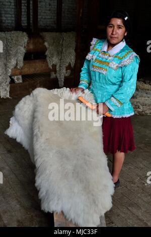 Cleaning Alpaca skin in GRANJA PORCON -  Evangelical cooperative - Department of Cajamarca .PERU                    Stock Photo