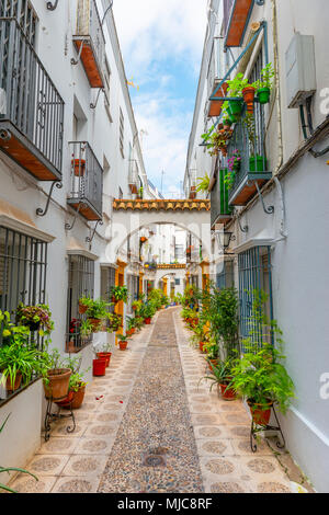 Alley decorated with flowers and plants with white houses, Calle Indiano, Cordoba, Cordoba Province, Andalusia, Spain Stock Photo