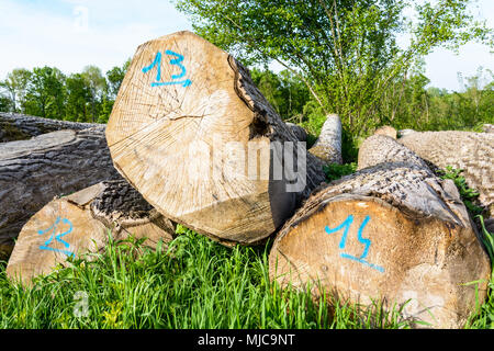 Mature oak tree trunks lined up on the ground at the edge of the forest in France and marked with a number handwritten in blue paint on the section. Stock Photo